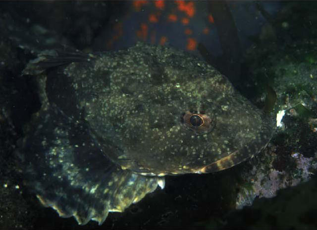 Myoxocephalus stelleri